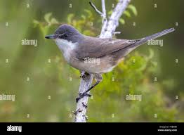 Image result for Sylvia hortensis