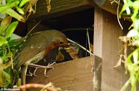 Attēlu rezultāti vaicājumam “Erithacus rubecula nest”