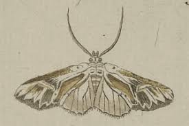 Attēlu rezultāti vaicājumam “Actinotia polyodon”