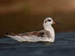 Attēlu rezultāti vaicājumam “Phalaropus fulicarius”