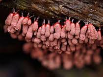 Attēlu rezultāti vaicājumam “Arcyria denudata young”