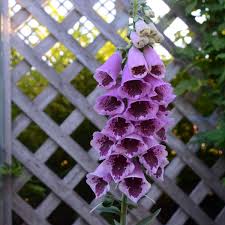 Attēlu rezultāti vaicājumam “Digitalis purpurea flower”
