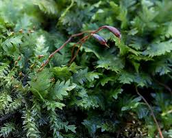 Attēlu rezultāti vaicājumam “Fissidens bryoides”