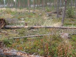 Attēlu rezultāti vaicājumam “Euphydryas maturna larva”