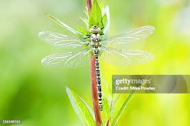 Attēlu rezultāti vaicājumam “Aeshna juncea male”