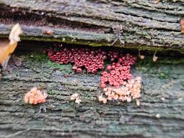 Attēlu rezultāti vaicājumam “Heterotrichia ferruginea (syn. Arcyria ferruginea)”