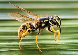 Attēlu rezultāti vaicājumam “Vespula germanica male”