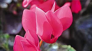 Image result for Cyclamen persicum