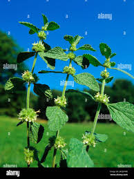 Image result for Marrubium vulgare