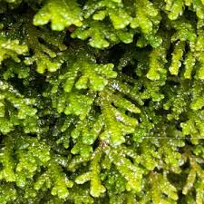 Attēlu rezultāti vaicājumam “Porella platyphylla macro”