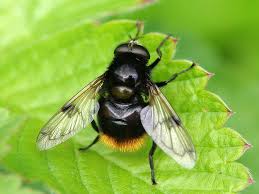 Attēlu rezultāti vaicājumam “Volucella bombylans”