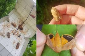 Attēlu rezultāti vaicājumam “Pandemis heparana”