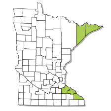 Attēlu rezultāti vaicājumam “Encalypta streptocarpa”