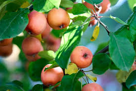 Attēlu rezultāti vaicājumam “Malus prunifolia fruit”