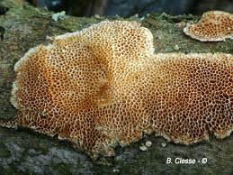 Attēlu rezultāti vaicājumam “Antrodia albida”