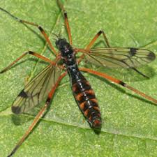 Attēlu rezultāti vaicājumam “Dictenidia bimaculata”