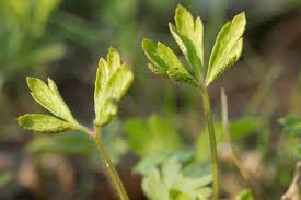 Attēlu rezultāti vaicājumam “Tranzschelia anemones”