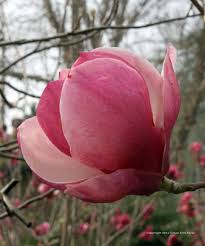 Attēlu rezultāti vaicājumam “Magnolia x soulangeana”