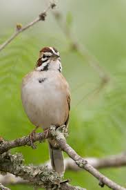 Image result for Chondestes grammacus