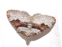 Attēlu rezultāti vaicājumam “Xanthorhoe designata”