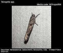 Attēlu rezultāti vaicājumam “Yponomeutidae”