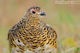 Image result for Lagopus lagopus