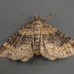 Attēlu rezultāti vaicājumam “Xanthorhoe ferrugata”