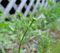 Attēlu rezultāti vaicājumam “Leucanthemum vulgare leaf”