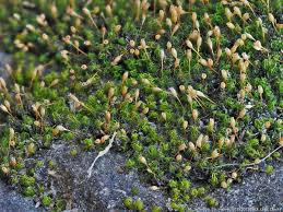 Attēlu rezultāti vaicājumam “Plagiomnium undulatum sporophyte”