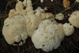 Attēlu rezultāti vaicājumam “Postia ptychogaster”