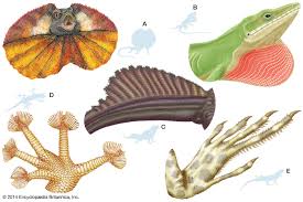 Attēlu rezultāti vaicājumam “Reptilia”