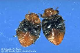 Image result for Cryptolaemus