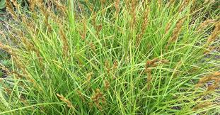 Attēlu rezultāti vaicājumam “Carex vulpina”