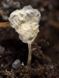 Attēlu rezultāti vaicājumam “Ceratiomyxa morchella macro”