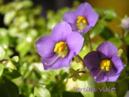 Image result for Exacum affine