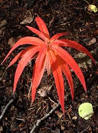Attēlu rezultāti vaicājumam “Epilobium angustifolium leaf”