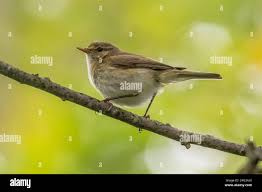 Image result for Phylloscopus ibericus