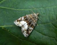 Attēlu rezultāti vaicājumam “Protodeltote pygarga”