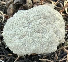 Attēlu rezultāti vaicājumam “Didymium crustaceum”