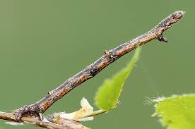 Attēlu rezultāti vaicājumam “Ennomos autumnaria”