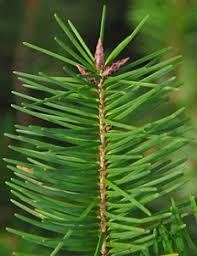 Attēlu rezultāti vaicājumam “Pseudotsuga menziesii”