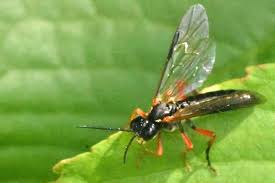 Attēlu rezultāti vaicājumam “Tenthredo scrophulariae exuvia”