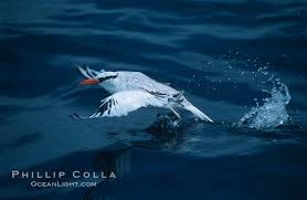 Image result for Phaethon aethereus