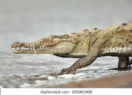 Image result for Crocodylus acutus