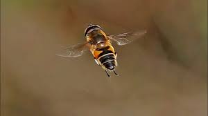 Attēlu rezultāti vaicājumam “Eristalis sp.”