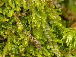 Attēlu rezultāti vaicājumam “Geocalyx graveolens”