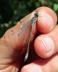 Attēlu rezultāti vaicājumam “Lestes dryas male”