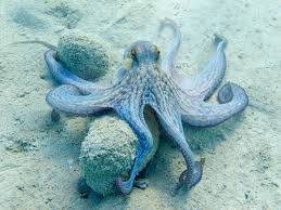Image result for Octopus vulgaris