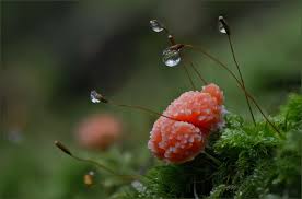 Attēlu rezultāti vaicājumam “Oligonema favogineum young”