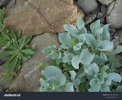 Attēlu rezultāti vaicājumam “Anthyllis maritima leaf”